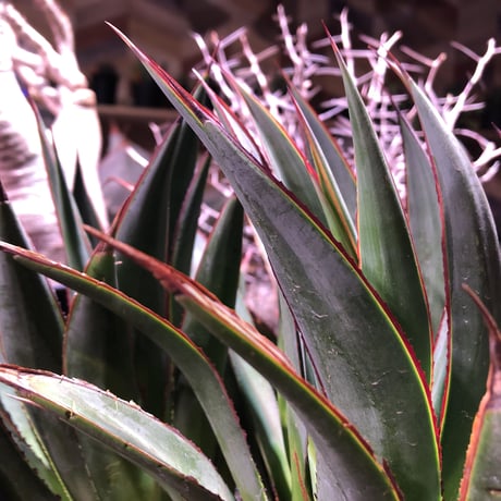 agave    blue glow    " W  hed"《L  size》