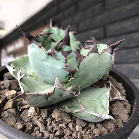 agave titanota black&blue 強棘《M size》選抜株※現地球株発根済※極めて纏まり締まり良き厳つさが堪らないワイルド株※mad black pot植え