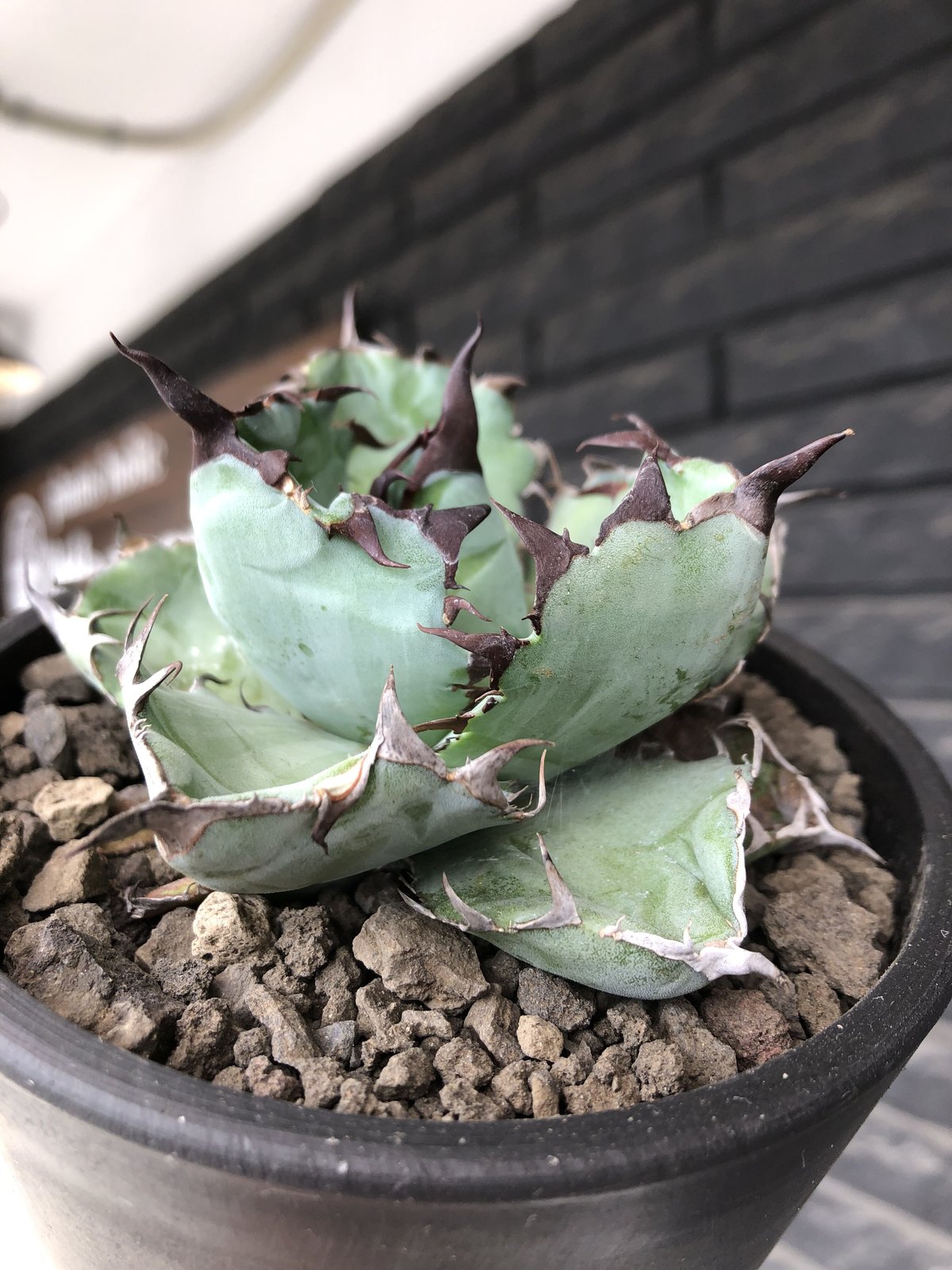 agave titanota black&blue 強棘《M size》選抜株※現地球株発根済...