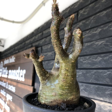 pachypodium gracilius《M size》※希少‼︎極green肌&良樹形※現地球発根後店主国内管理3年株※くっくりgreen肌が堪らなくエグい一株※mad black pot植え
