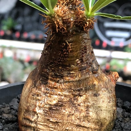 pachypodium gracilius《大きめS size》※現地球株発根済※激希少green＆red2色持ちに現地焼けも相まったサイズ感以上の存在感※black bowl pot植え