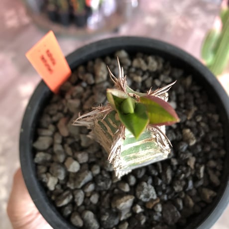 euphorbia   neohumbertii《小さめM size》※大変装いと肌質が良き管理長きフンベルティー（噴炎竜）葉もイキイキ展開中‼︎※mad black pot植え