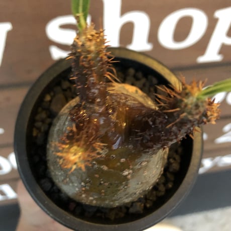 pachypodium gracilius《大きめS size》希少ニ頭枝green肌 ※現地球発根済株※店主国内管理2年株※球体&A面green肌B面現地焼け肌※mad black pot植え