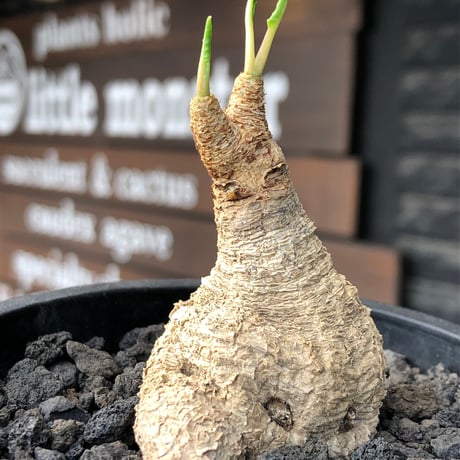 euphorbia fishbone《M size》※現地球株発根済※希少‼︎現地球株は極めて流通少なく愛くるしさと味深き白花も醍醐味※black pot植え