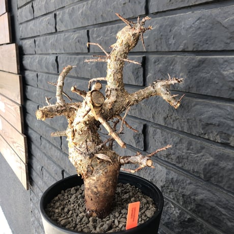 commiphora   humbertii《 L size》※発根済み株  男前な佇まい