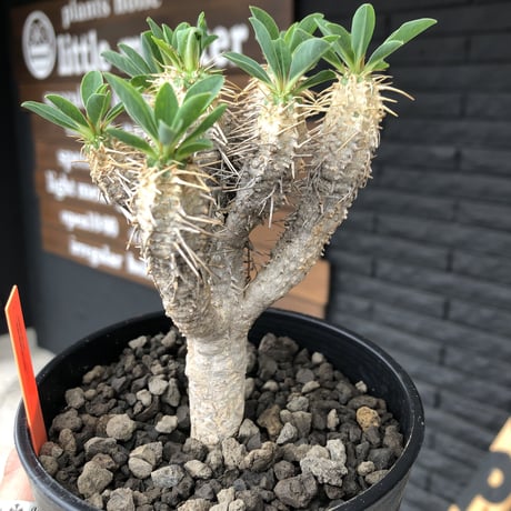 euphorbia    guillauminiana《M  size》