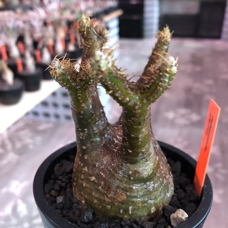 pachypodium  gracilius《小さめM size》※現地球発根済株※店主国内管理3年株※まるでフグの様な柄を持つ丁度良きサイズ感のグラキ※mad black pot植え