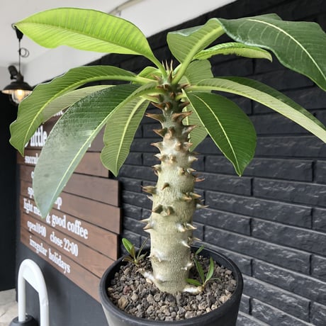 pachypodium  baronii《L size》※激希少‼︎現地球発根後店主国内管理6年株※荒い太いstudsみたく大きな葉&太幹がwildな一株※mad black pot植え