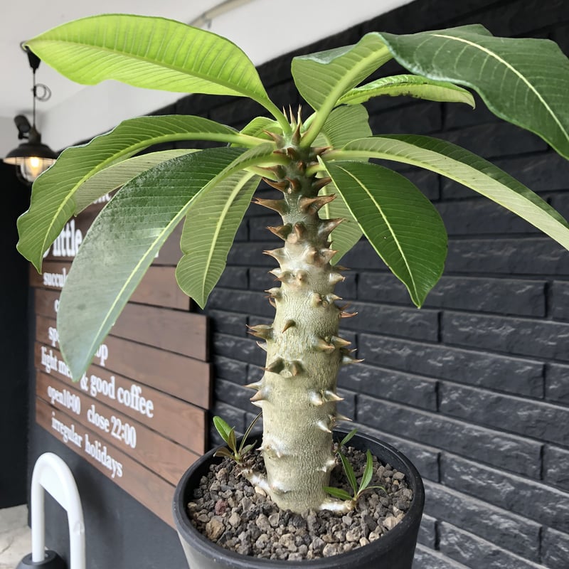 pachypodium baronii《L size》※激希少‼︎現地球発根後店主国内