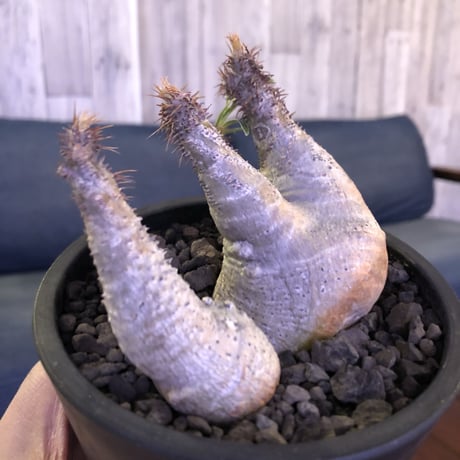 packypodium  gracilius《 M size》W-he'd※現地球発根済※white colorが綺麗な二分頭グラキ‼︎樹形含め堪らぬかわいさ※mad black pot植え