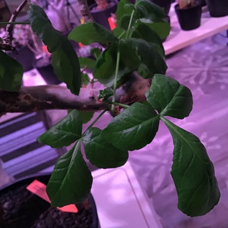 commiphora  sp.Logo logo《L size》※現地球発根済株※灌木が故の独特の渋さと表皮&特化した樹形※セラアート鉢植え