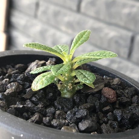 希少‼︎ dorstenia gigas《S size》littmon  seed🌱（実生株）※今季成長&枝振りに期待できる将来有望人気者ギガス※mad black pot植え
