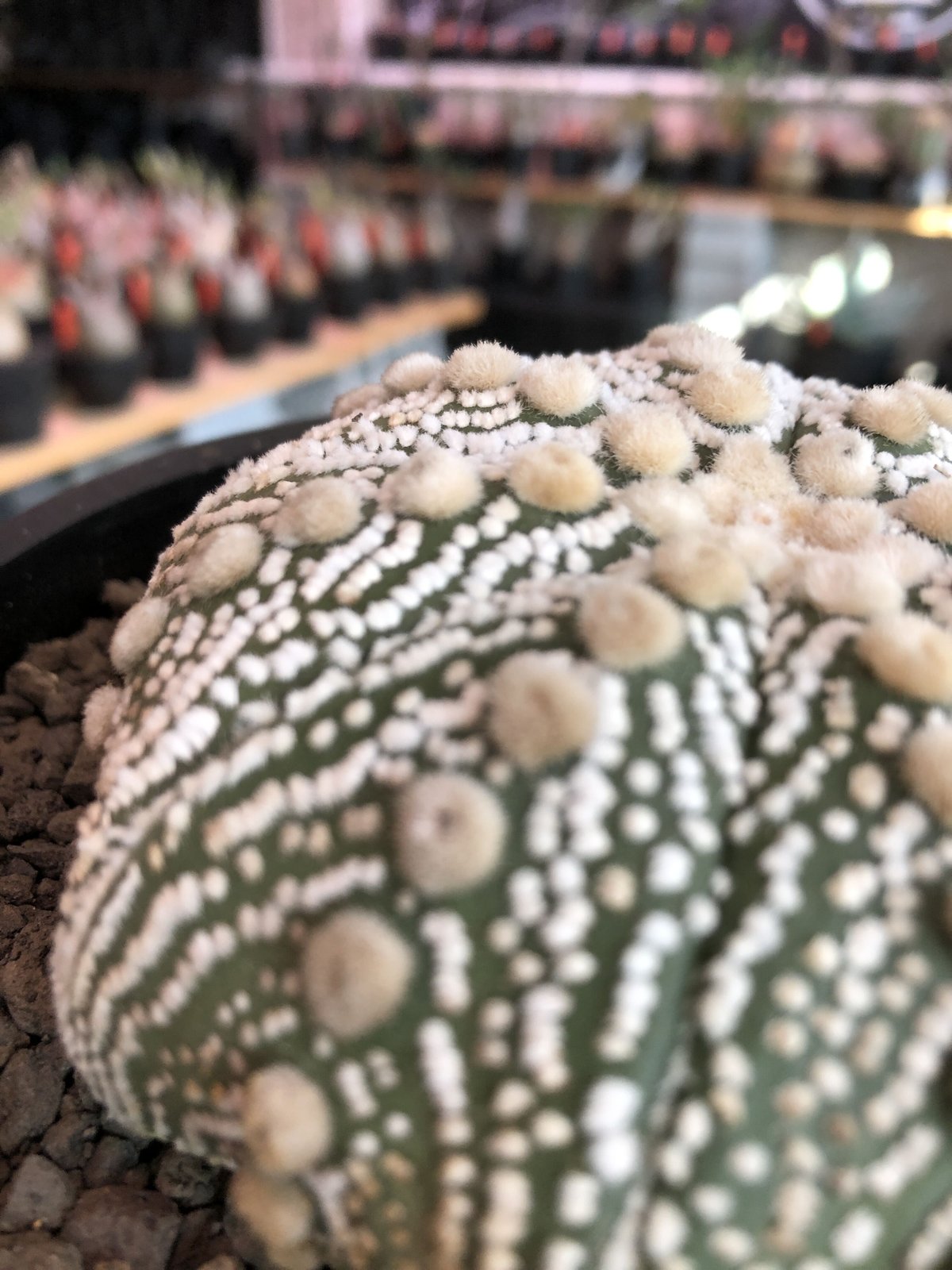 astrophytum asterias var.スーパー兜《LL size》※店主国内管理8 astrophytum asterias var.スーパー兜《LL size》※店主国内管理8