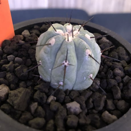 copiapoa   cinerea  黒王丸《S size》現地球株カキ仔自根株‼︎※mad black pot植え