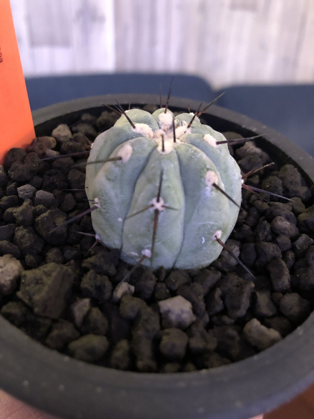 copiapoa cinerea 黒王丸《S size》現地球株カキ仔自根株‼︎※mad