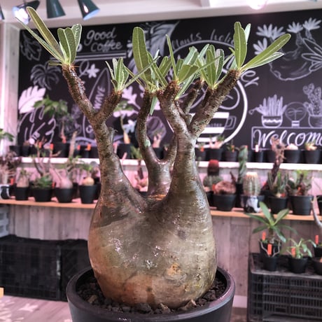 packypodium  gracilius《L size》※現地球発根済株※店主国内管理6年株※細枝多数の上、balance良株‼︎頭頂部現地焼けのギャップが堪らない※mad black pot植え