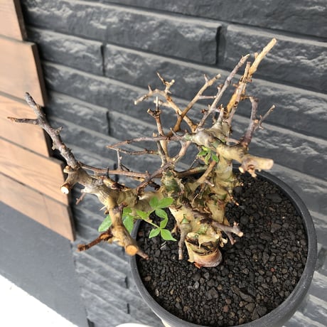 commiphora  africana《L size》※現地球発根後店主国内管理4年株※美しさ&成熟感二面性感じるweight低き良樹形株※mad black bowl pot植え