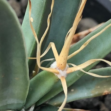 leuchtenbergia  principis 晃山《S size》※現地球株発根済※小振りながらも味深く強靭で育てやすい一属一種の有望株※black bowl pot植え