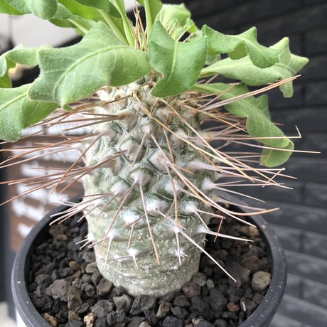 pachypodium namaquanum 光堂《大きめL size》littmon seed🌱※中々見かけないはずのサイズ感のとびきり丸み強きかわいい一株※mad black pot植え