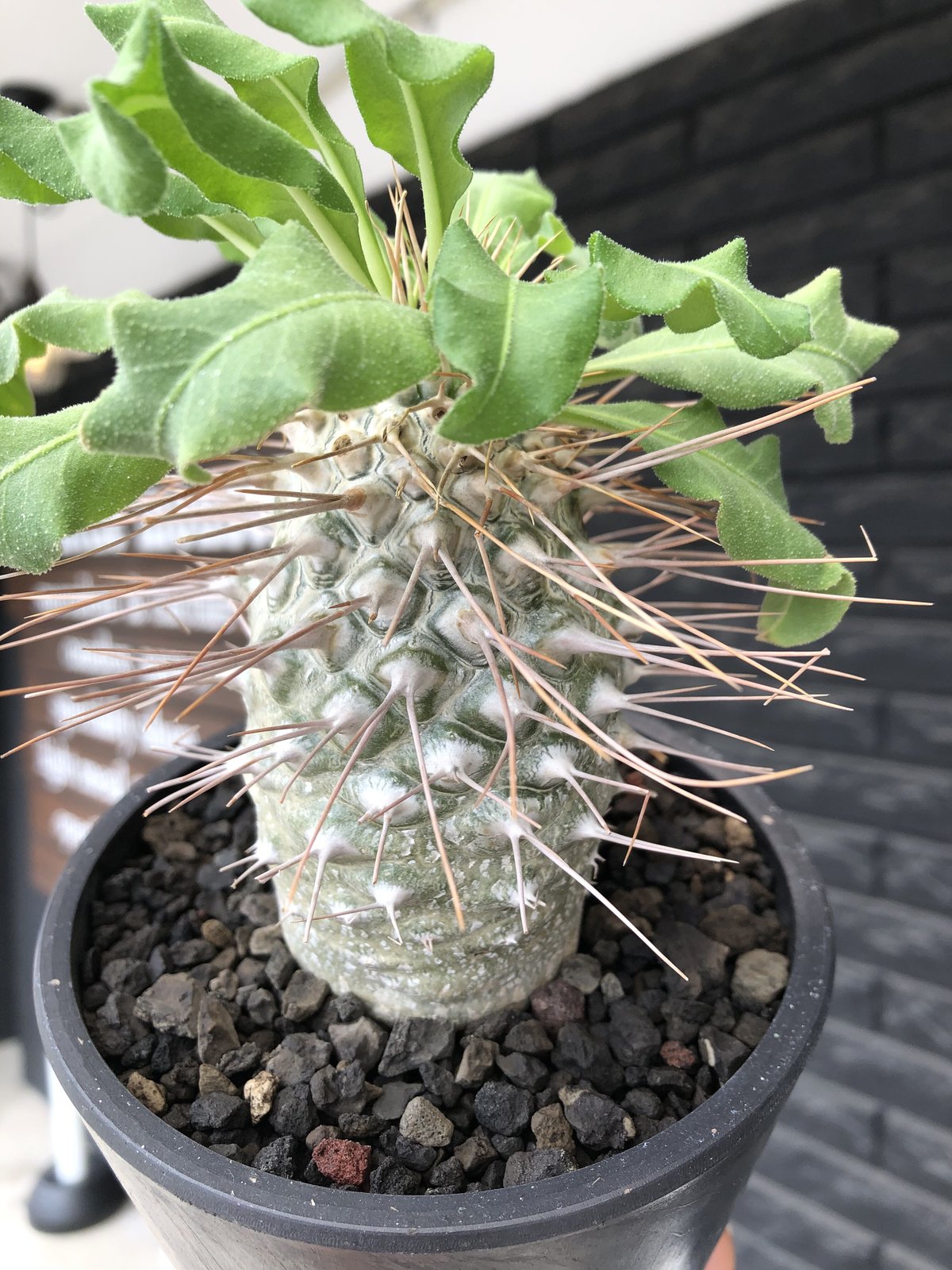 pachypodium namaquanum 光堂《大きめL size》littmon see...