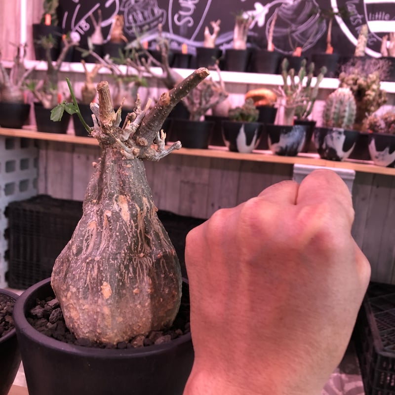 momordica rostrata《大きめS size》※ロストラータらしい装いのままミ