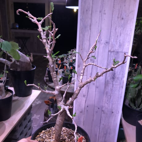 senna  meridionalis《L size》