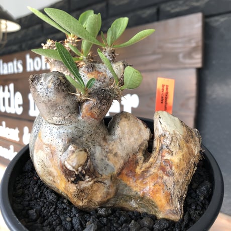 pachypodium brevicalyx《L size》※現地球発根後店主国内管理5年株※美術的interior性高きゴツゴツ肉々しい装いの低重心株※mad black pot植え