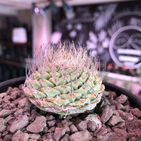 strombocactus 菊水《M size》希少‼︎現地球発根済株※店主国内管理8年株※激希少株の上、美しい樹形で堪らない良きサイズ感‼︎※mad black bowl pot植え