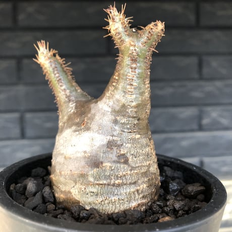 pachypodium  gracilius《S size》希少ニ頭枝美株※現地球発根済株※店主国内管理2年株※極balanceな樹形にニ頭枝なかわいいグラキ※mad black pot植え