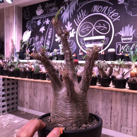 packypodium  gracilius《L size》※現地球発根済株‼︎※大変綺麗な肌質と枝振りbalanceも出来過ぎな美球体株‼︎※mad black bowl pot植え