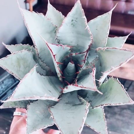 agave    guadala jarana  trelease   《M size》