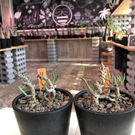 tylecodon buchholzianus《M size》※大変綺麗で繊細な品種‼︎※mad black pot植え