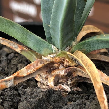 leuchtenbergia  principis 晃山《S size》※現地球株発根済※小振りながらも味深く強靭で育てやすい一属一種の有望株※black bowl pot植え