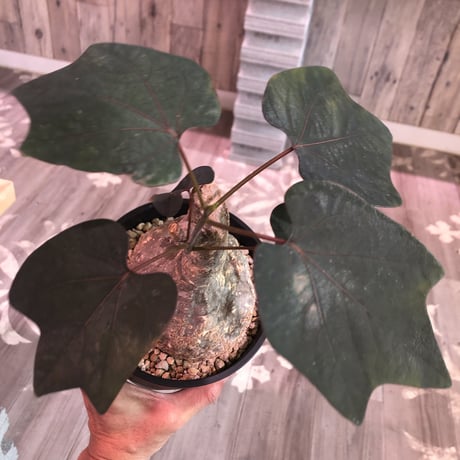 adenia    stylosa《M  size》発根済み株　再入荷分‼︎