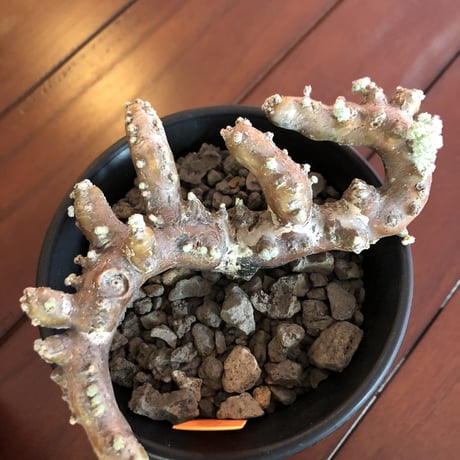 sarcocaulon  multifidum   《size  M》