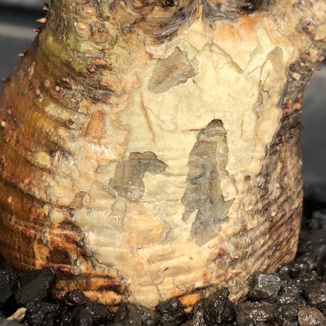 packypodium  gracilius《小さめM size》極現地焼け＆錆肌※現地球発根済株※店主国内管理3年株※枝振りも良く短枝樹形のぼってり良樹形な一株※mad black pot植え