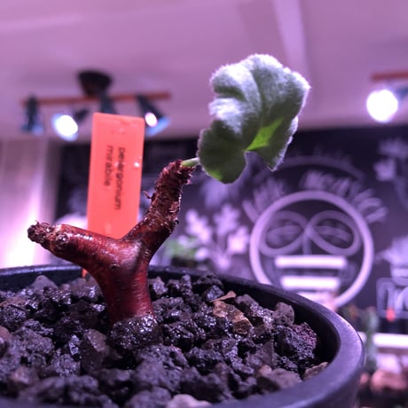 pelargonium  mirabile《S size》※現地球発根済株※今後輸入が厳しいミラビレ🌱誰もが愛おしく堪らないと感じる冬型の人気者※mad black pot植え