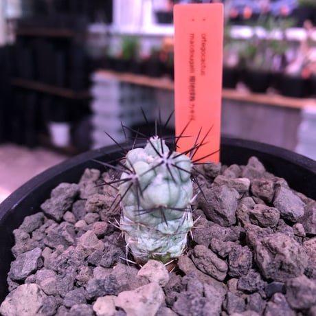 ortegocactus   macdougallii《S size》希少※現地球カキ仔自根株※薄水色肌極美株‼︎※mad black pot植え