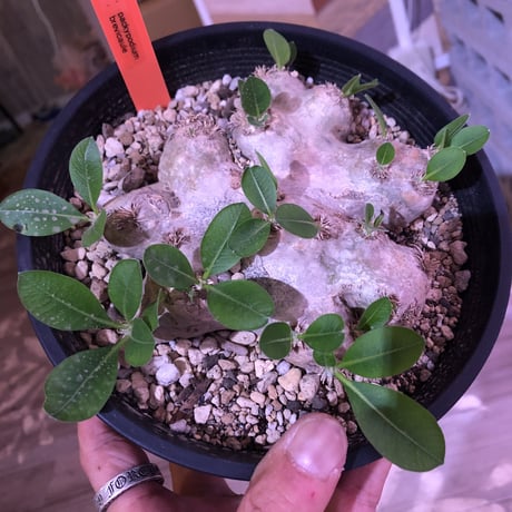 packypodium  brevicaule 恵比寿笑い《M  size》