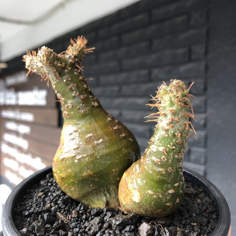 pachypodium gracilius《M size》希少‼︎極green肌&球体双頭株※現地球株発根済※ビンテージ感強き格好良さと可愛らしさの両面を持つ一株※black bowl pot植え