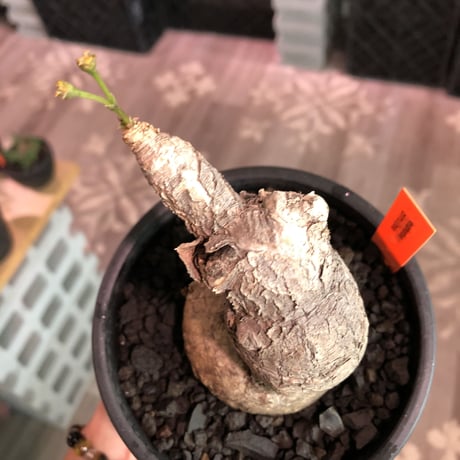 euphorbia subapoda《L Lsize》※肌質も特化しており、エグ過ぎるほどbigなwildスバポダ‼︎驚愕monster株‼︎※mad  black pot植え
