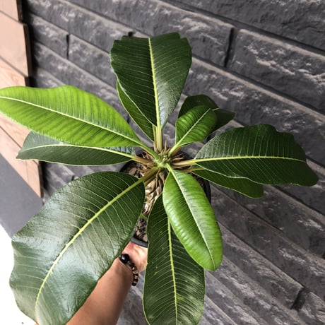 pachypodium  baronii《L size》※激希少‼︎現地球発根後店主国内管理6年株※荒い太いstudsみたく大きな葉&太幹がwildな一株※mad black pot植え