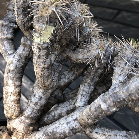 euphorbia  guillauminiana《大きめL size》※現地球発根後店主国内管理3年株※太めな幹に躍動する枝振りbalanceも堪らない良樹形※mad black pot植え