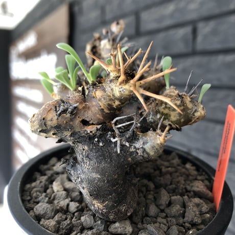 othonna  euphorbioides《大きめM size》※現地球発根後店主国内管理5年株※weight低く極めて短枝&枝数も多くボコボコ立体両A面樹形※mad black pot植え
