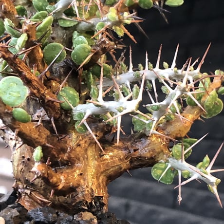 alluaudia comosa《 M size》店主長期作り込み株※現地球発根後店主国内管理6年株※極めて低重心且つ良枝振りの味深くcompactな一株※mad black pot植え