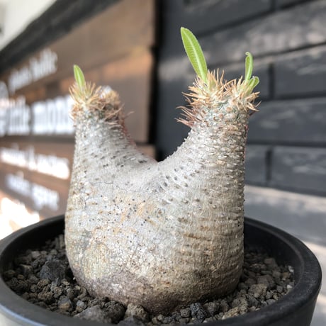 pachypodium gracilius《大きめS size》※極短枝ぼってり株※現地球発根後店主国内管理3年株※極短枝且つぼってり愛くるしい一株※mad black pot植え