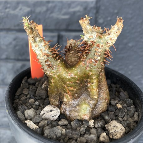 packypodium  cactipes《 S  size》※現地球発根済株※とても特化した独特の自己主張強きフォルムに短枝の為、大変可愛いさも強き一株‼︎※mad black bowl pot植え