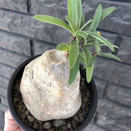 raphionacme zeyheri《L size》希少種※現地球発根済株※店主国内管理7年株※希少性も極めて高く、ねじれぼってり樹形に白肌が美しい存在感抜群な一株※mad black pot植え