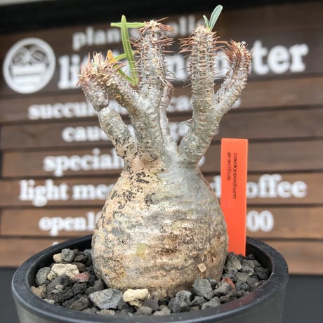 pachypodium  gracilius《S size》特化したピンクベージュ肌※現地球発根済株※店主国内管理2年株※ぼつてり樹形に枝振りよく何よりカラーも堪らない※mad black pot植え