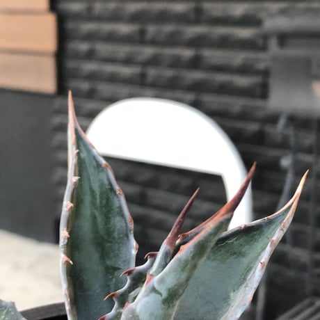 agave montana《M size》※現地球発根後店主国内管理2年株※葉色も深い青さのためblack感あるカッコいい一株※mad black bowl pot植え